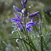 Common Camas