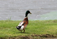 Spaziergang im Kurpark