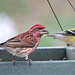 Purple Finch