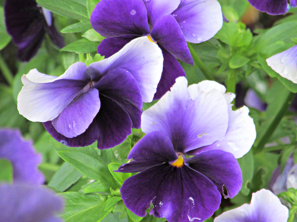 Purple Pansies