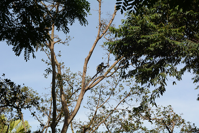 Uganda, Eastern Black-and-White Colobus in Entebbe Botanical Garden