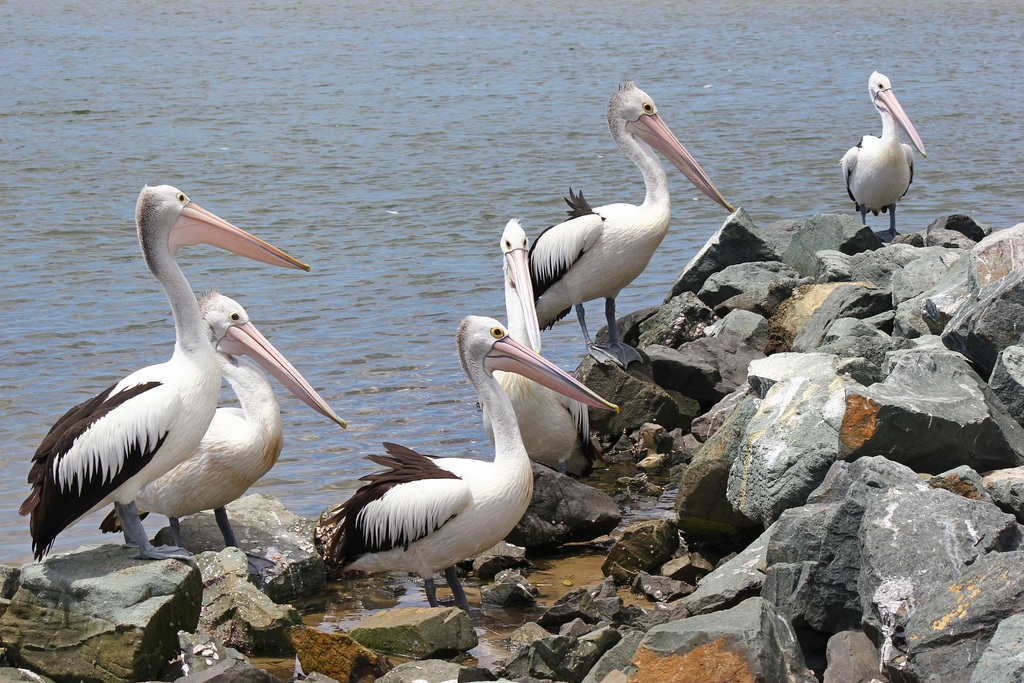 Pelicans