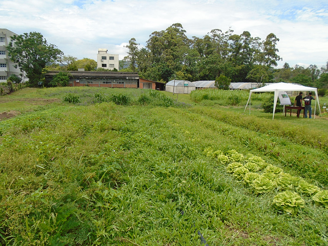 DSC01061 - Sistema de Plantio Direto de Hortaliças