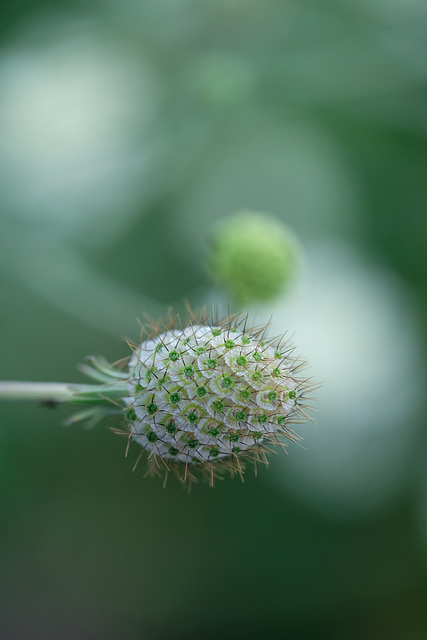 DSCF6842
