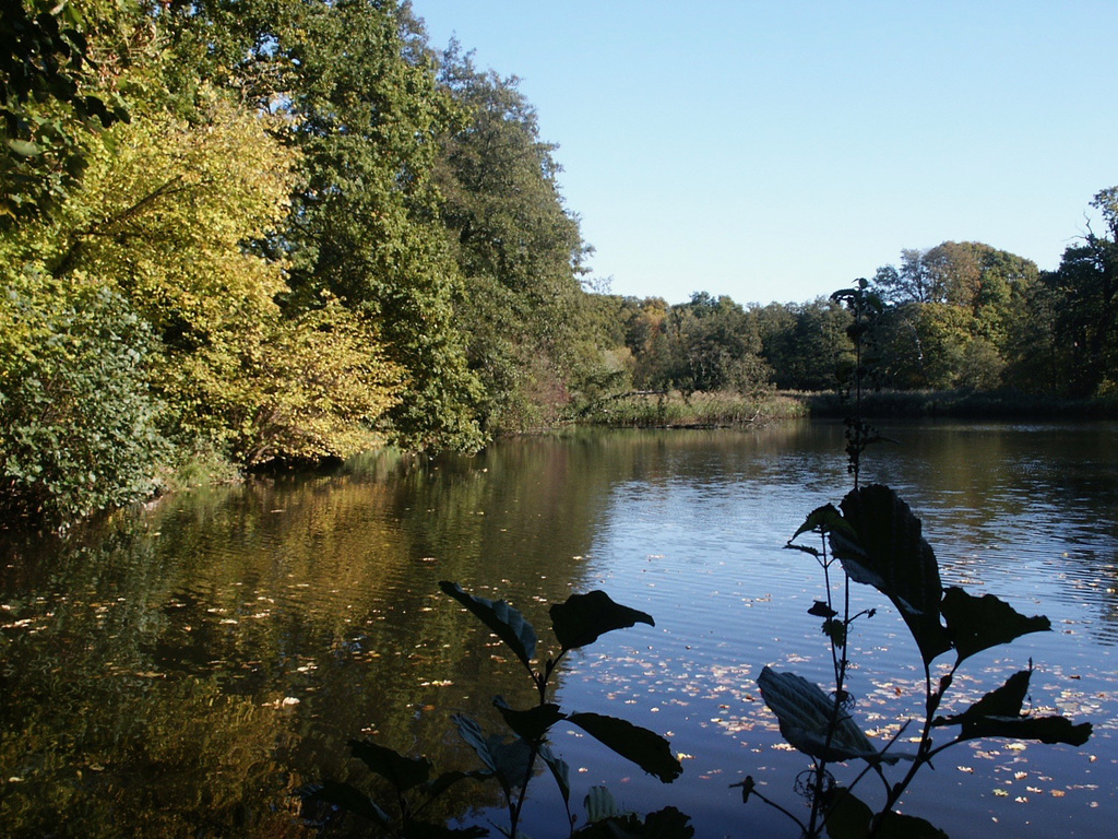 Fish Pond in Ombersley Park, former Turn Mill