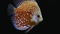 pez disco [Symphysodon]