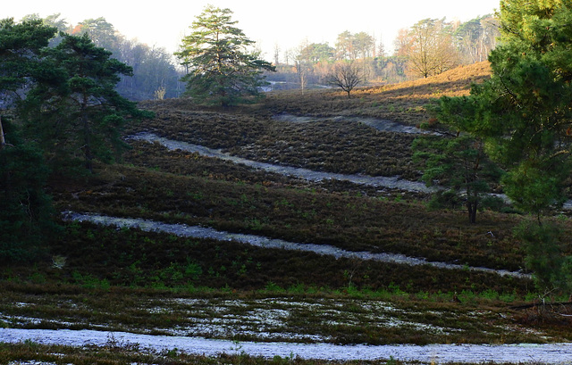 Frozing  moor