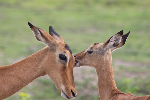 An Intimate Moment - Mother and Child