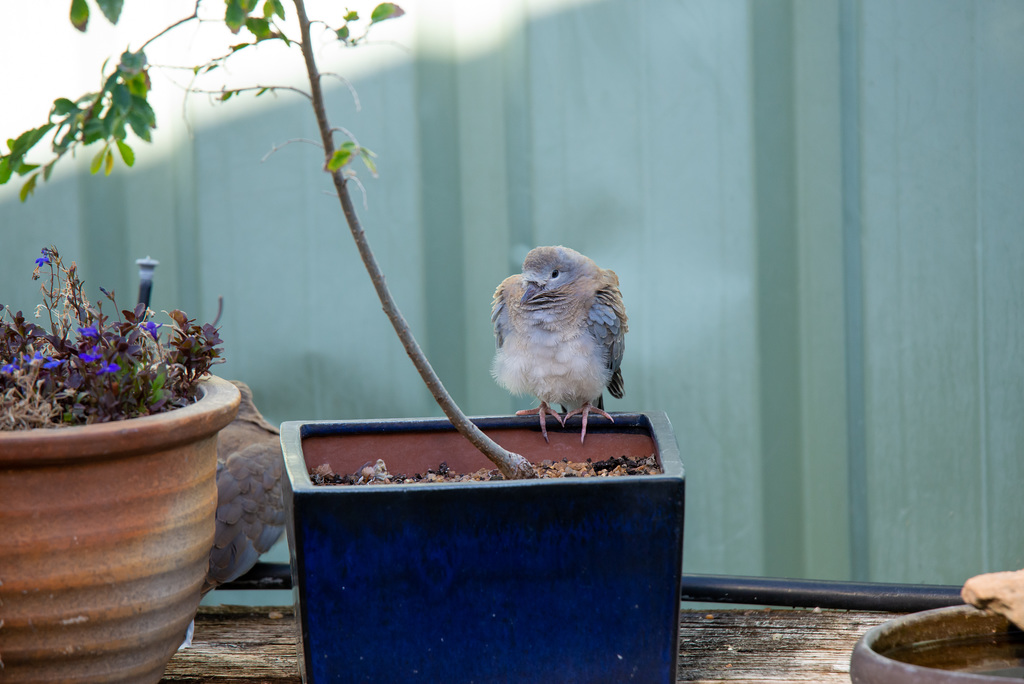 Laughing Dove (Spilopelia senegalensis)