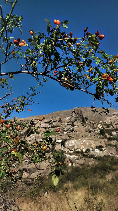 Rosehips and granite