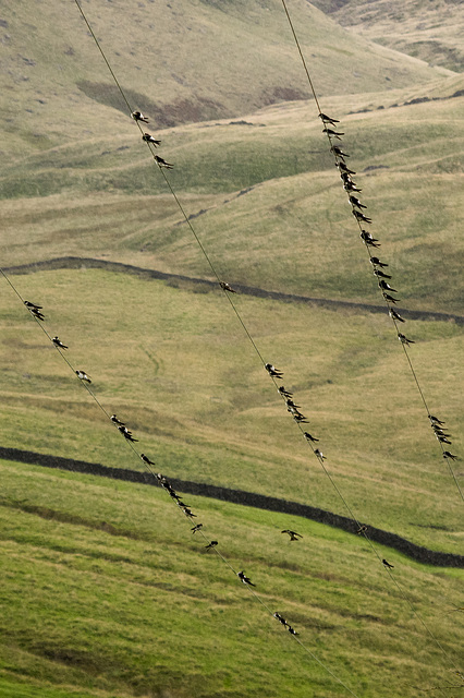 House Martins