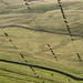 House Martins