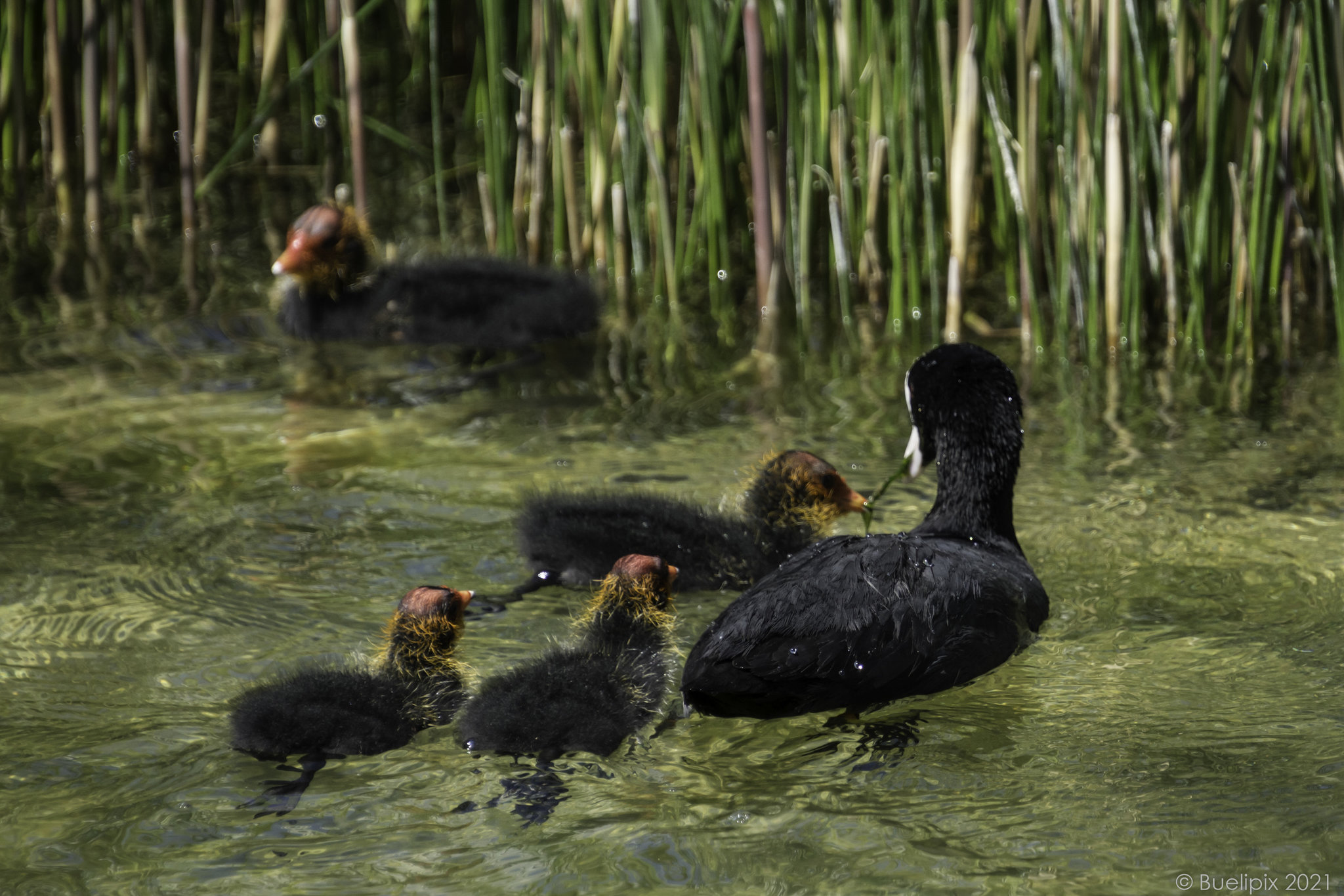 Familienausflug bei der Überbauung 'Glattpark' bei Zürich (© Buelipix)