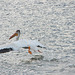 pelican takeoff