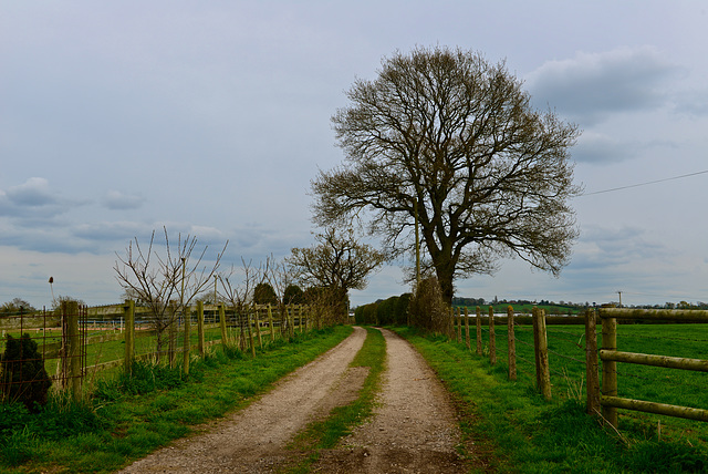 Mayo Farm