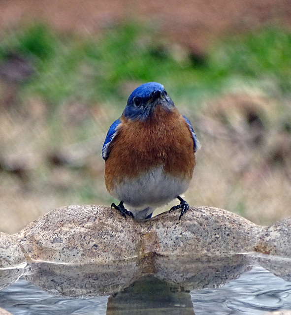 Bluebird ~ Sweet Boy