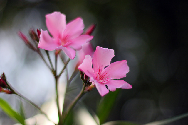 Pink Flowers