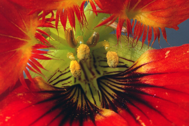 Fleur de capucine