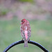 Purple Finch