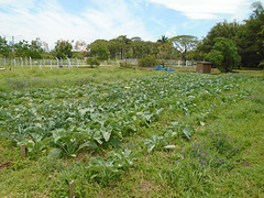 DSC01062 - Sistema de Plantio Direto de Hortaliças