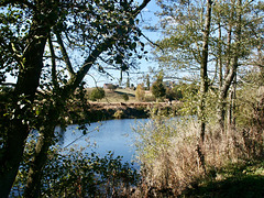 Looking across the River Severn towards Holte Castle