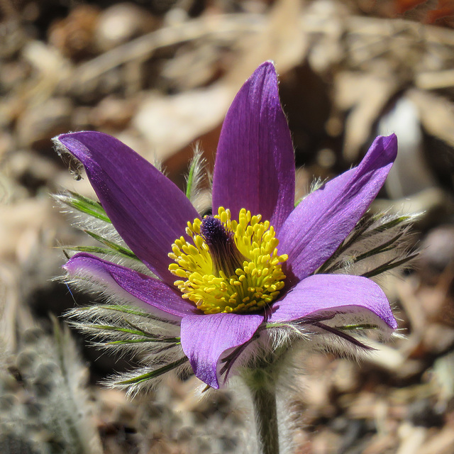 European Pasque Flower