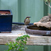 Singing Honeyeater (Lichenostomus virescens)