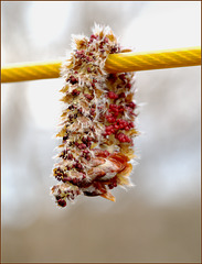 Catkin caught on the clothesline