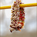 Catkin caught on the clothesline