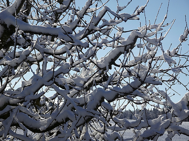 Kirschbaumäste im Januar