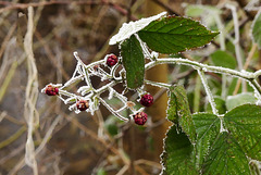 Brombeer-Eis?