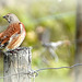 Linotte mélodieuse" Linaria cannabina - Common Linnet