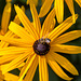 20140801 4390VRAw [D~E] Honigbiene, Gruga-Park, Essen