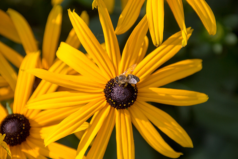 20140801 4390VRAw [D~E] Honigbiene, Gruga-Park, Essen
