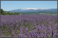Lavendel vorm Ventoux