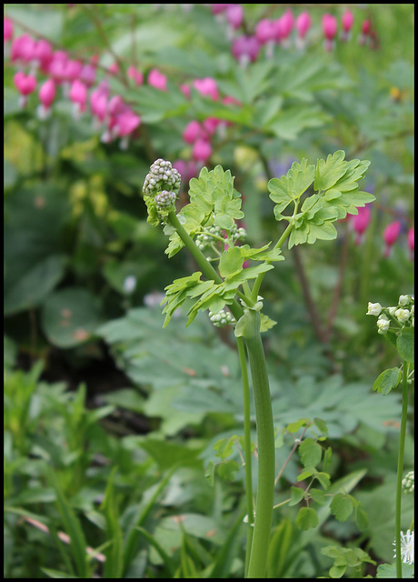 Thalictrum