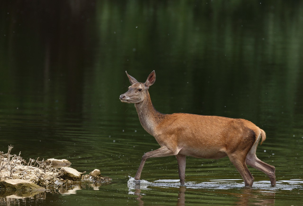 omaha biche
