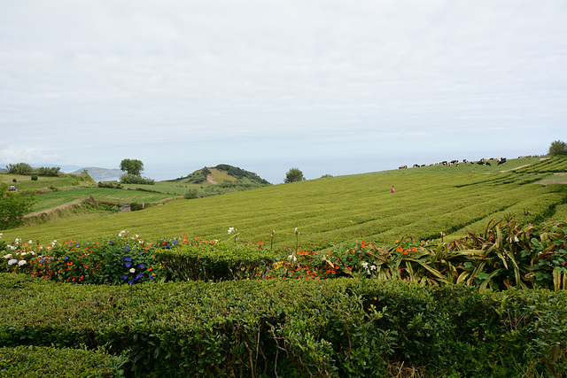 Azores, Island of San Miguel, The Tea Plantation of Gorreana