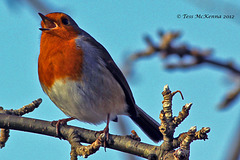 ♫ ♪ Rocking Robin Singing in the Tree Tops ♪ ♫  019