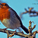 ♫ ♪ Rocking Robin Singing in the Tree Tops ♪ ♫  019