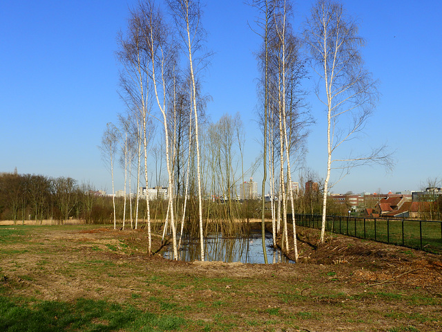 Betula Pool