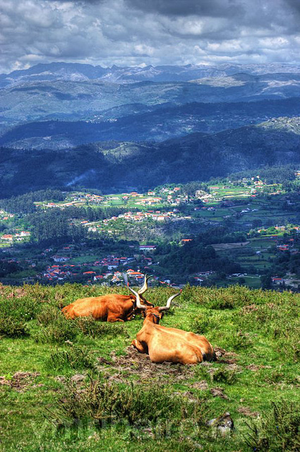 Monte das Lameiras