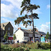 lonesome pine on Cowley Road