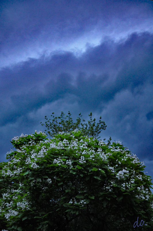 catalpa un soir d'orage 3