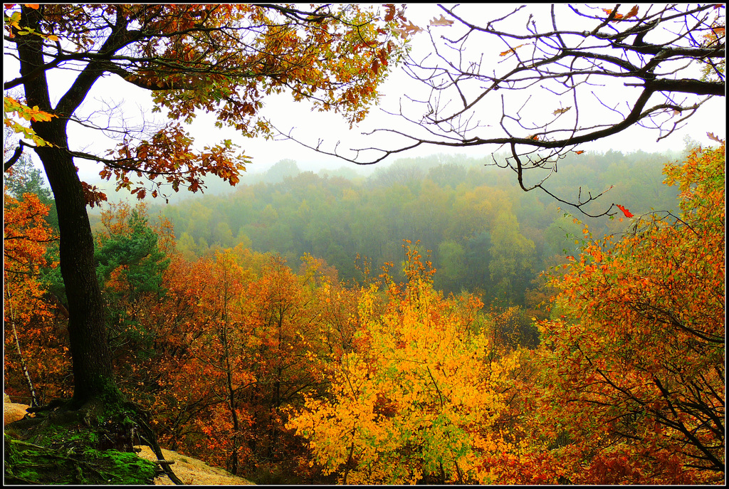 Small Forest great colors