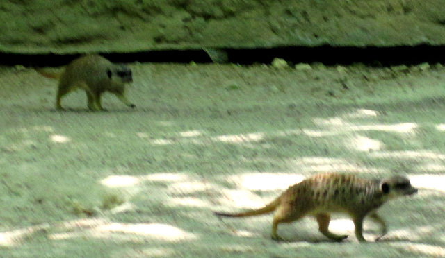 Meerkats in motion.