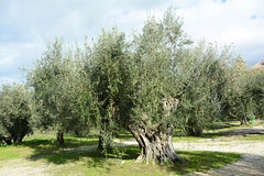 Greece, Kerkyra (Corfu), Old Olive Trees in a Grove
