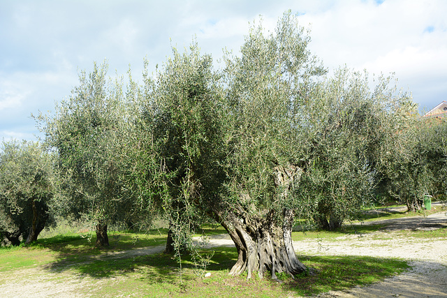 Greece, Kerkyra (Corfu), Old Olive Trees in a Grove