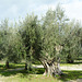 Greece, Kerkyra (Corfu), Old Olive Trees in a Grove Greece, Kerkyra (Corfu), Old Olive Trees in a Grove