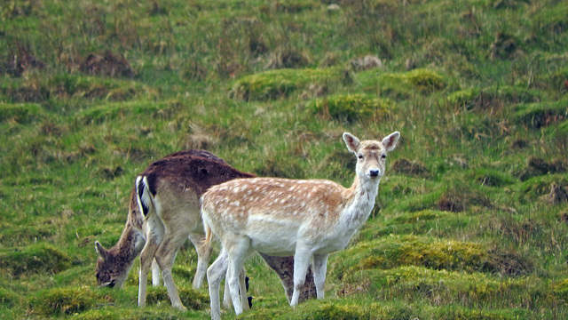 Fallow Deer in New Forest